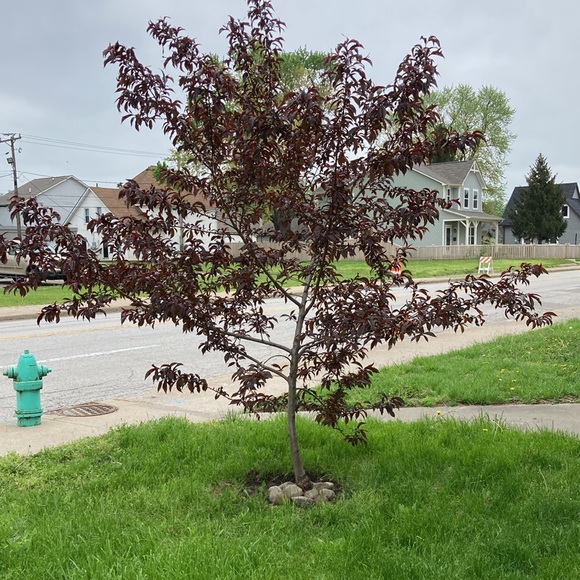 Meet your Posher, Sue - Picture 7 of 7